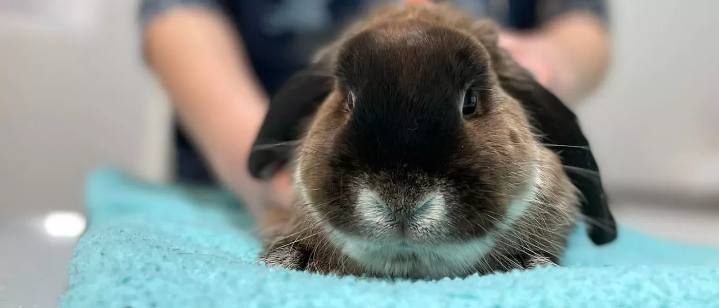 LAPIN