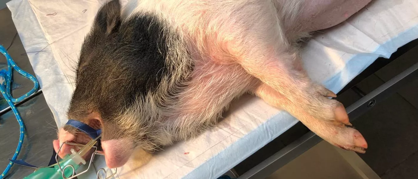 chirurgie nouveaux animaux compagnie namur