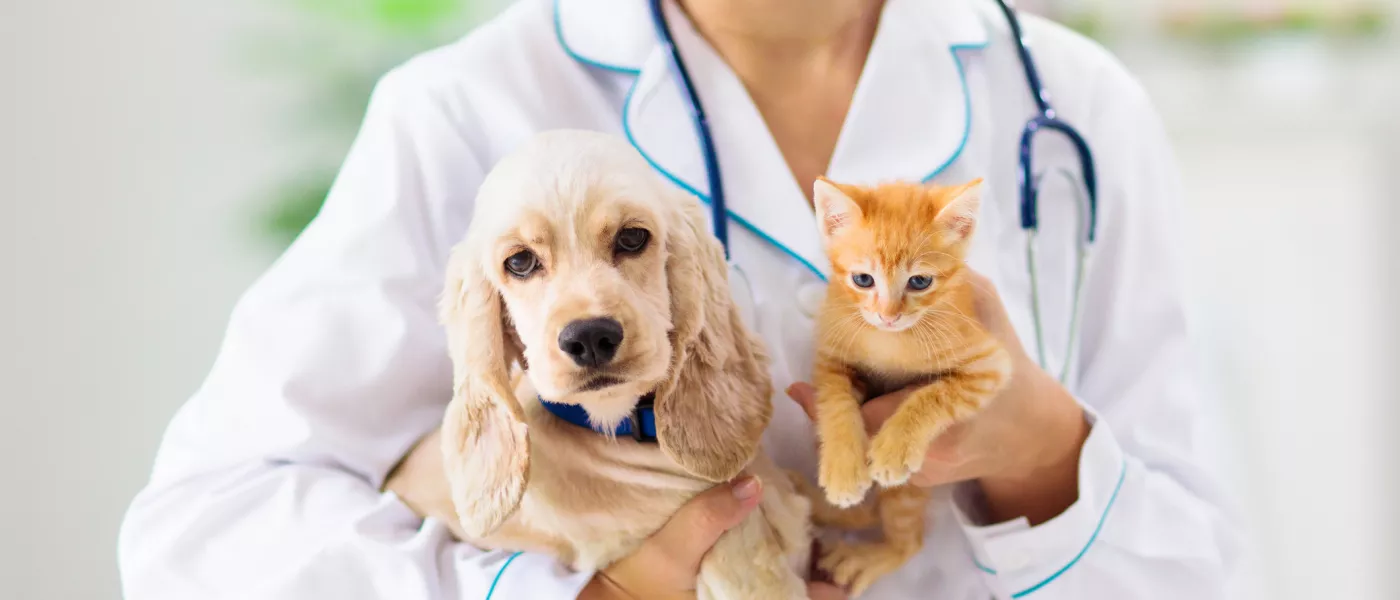 vaccination veterinaire chiens chats namur