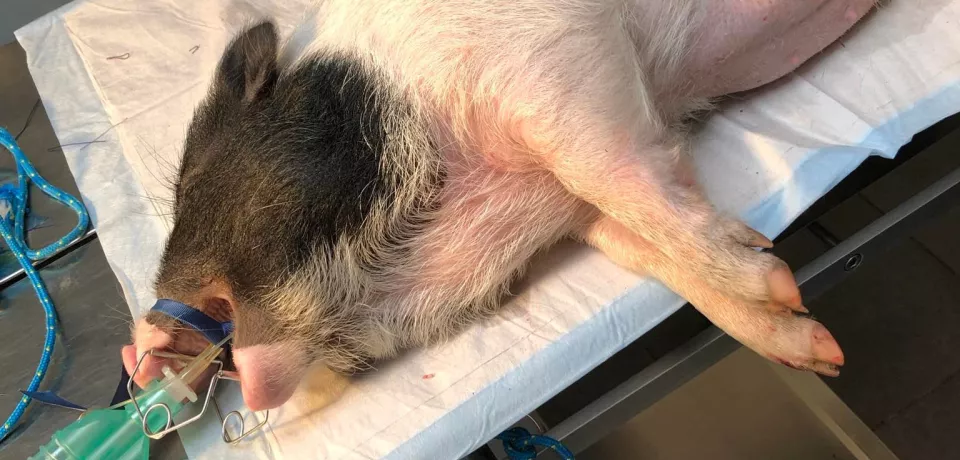 chirurgie nouveaux animaux compagnie namur