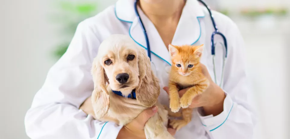 vaccination veterinaire chien chats namur