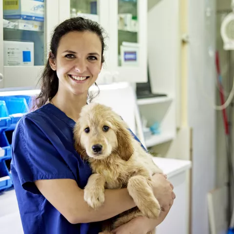 Nous recherchons un(e) vétérinaire pour petits animaux